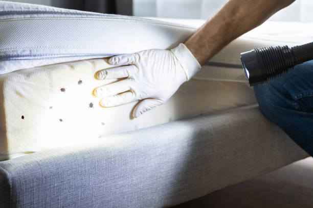 Best Termite Control Services  in Iola, KS