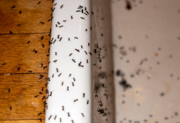 Best Local Pest Control Services  in Iola, KS