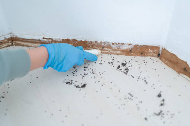 Best Cockroach Control Services  in Iola, KS