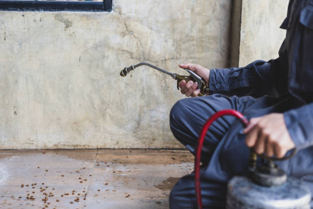 Best Local Pest Control Services  in Iola, KS